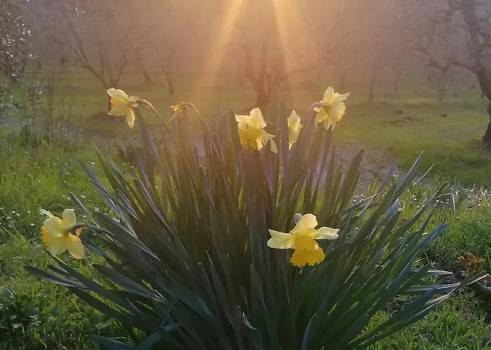 Casa Angelina A Spade Corte * Luia